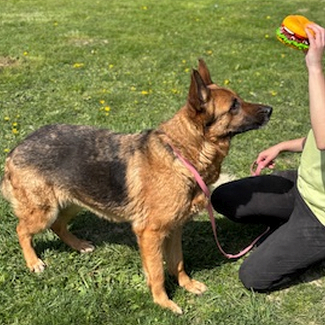 Braun-schwarze Hündin, stehend, rechte Seite, Kopf und Blick nach oben zu einem Spielzeug 