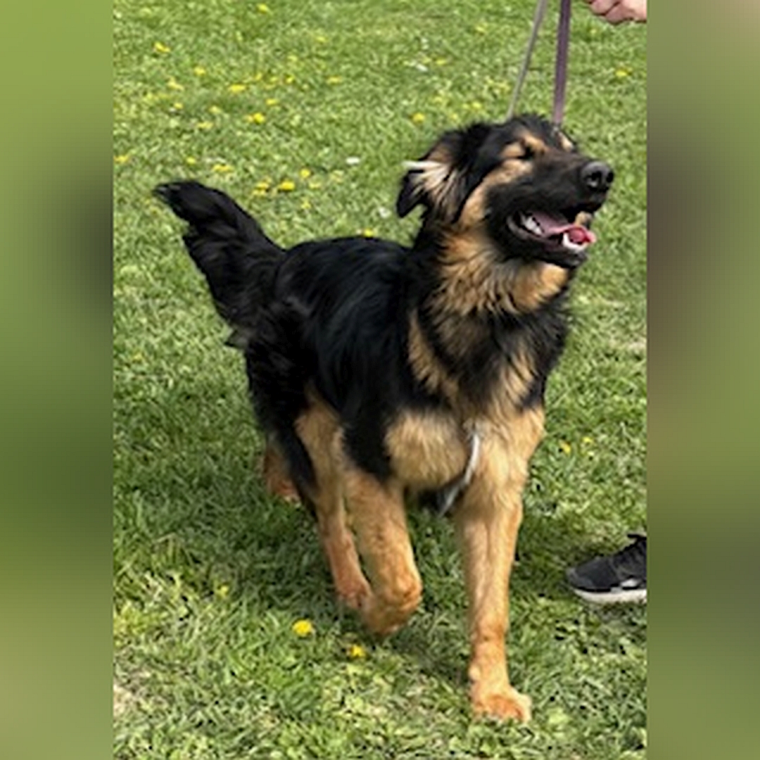 Schwarz-brauner Rüde, gehend, von eher rechts vorn, Kopf und Blick leicht nach links oben