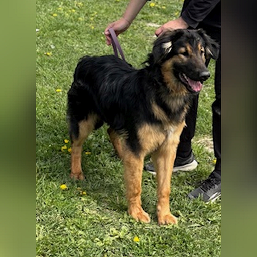 Schwarz-brauner Rüde, stehend, von eher rechts vorn, Kopf und Blick geradeaus