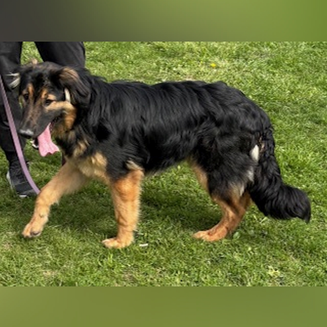 Schwarz-brauner Rüde, gehend, linke Seite, Kopf und Blick nach links 