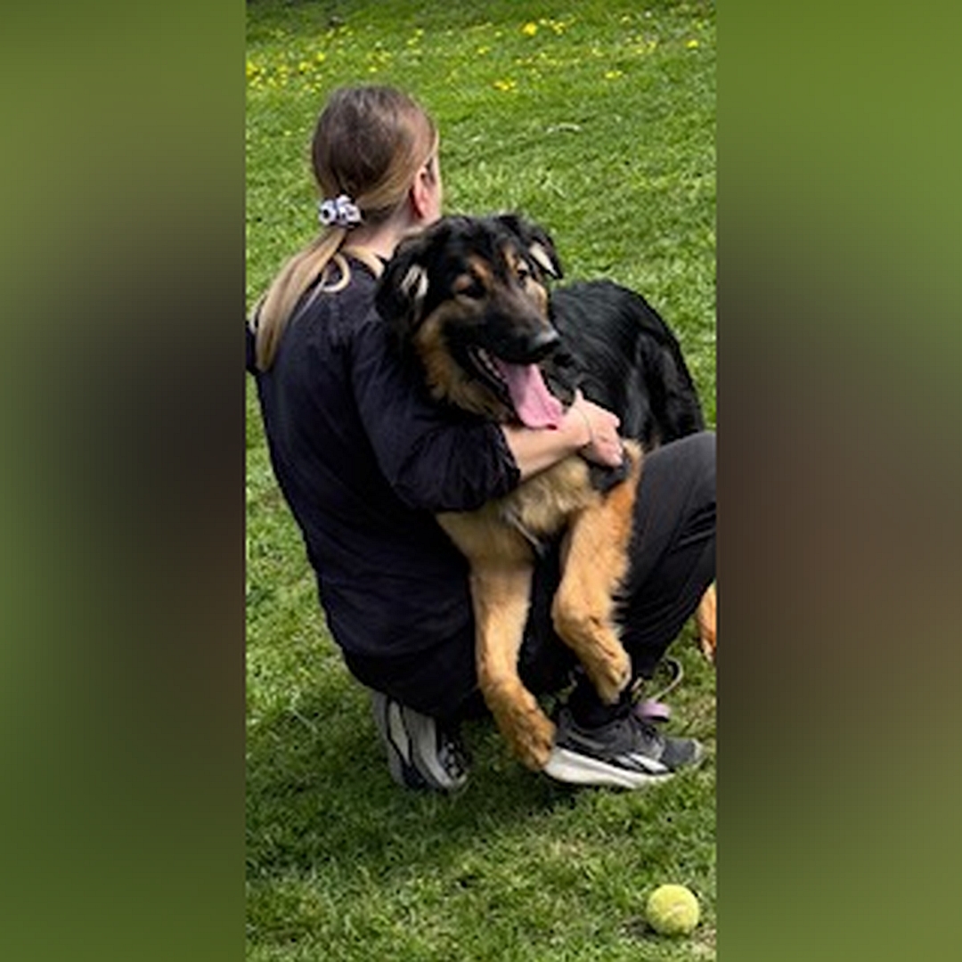 Schwarz-brauner Rüde, mit den Vorderläufen auf den Knien einer Person sitzend, von vorn, Kopf und Blick leicht nach links