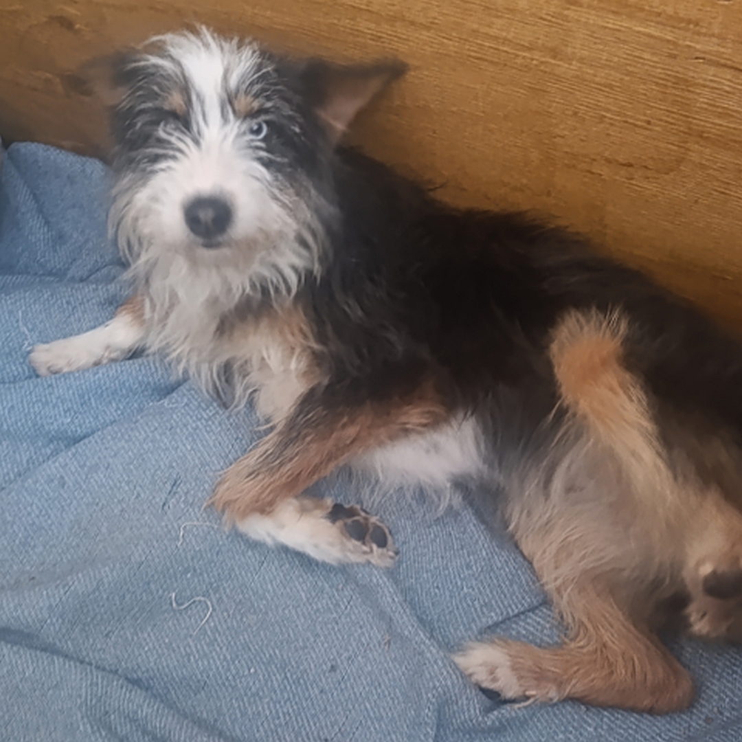 Schwarz-weiß-braune Hündin, liegend, linke Seite, Kopf und Blick nach links in Kamera