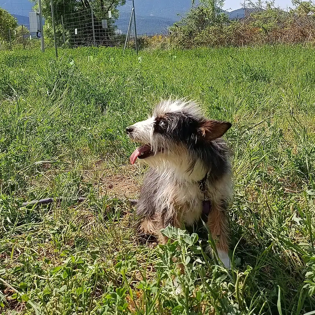Schwarz-weiß-braune Hündin, sitzend, linke Seite, Kopf und Blick nach oben zu einer Person