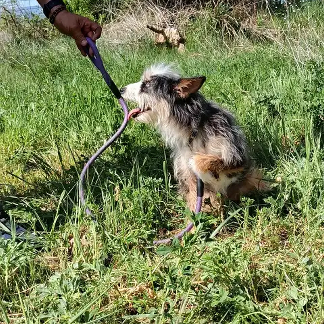 Schwarz-weiß-braune Hündin, sitzend, linke Seite, Kopf und Blick nach oben zu einer Person