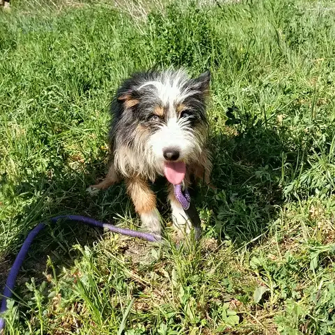 Schwarz-weiß-braune Hündin, sitzend, von vorn, Kopf und Blick in Kamera