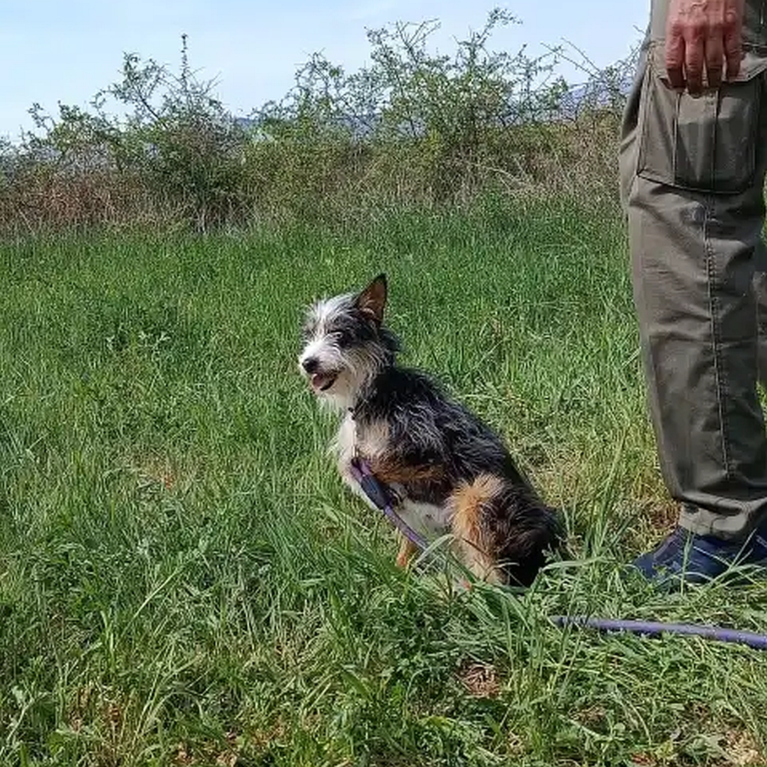 Schwarz-weiß-braune Hündin, sitzend, linke Seite, Kopf und Blick nach links