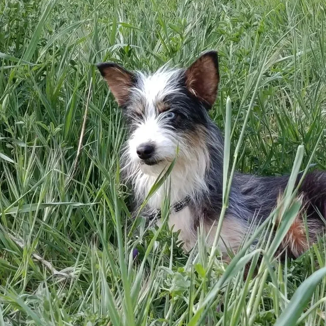 Schwarz-weiß-braune Hündin, sitzend, linke Seite, Kopf und Blick geradeaus