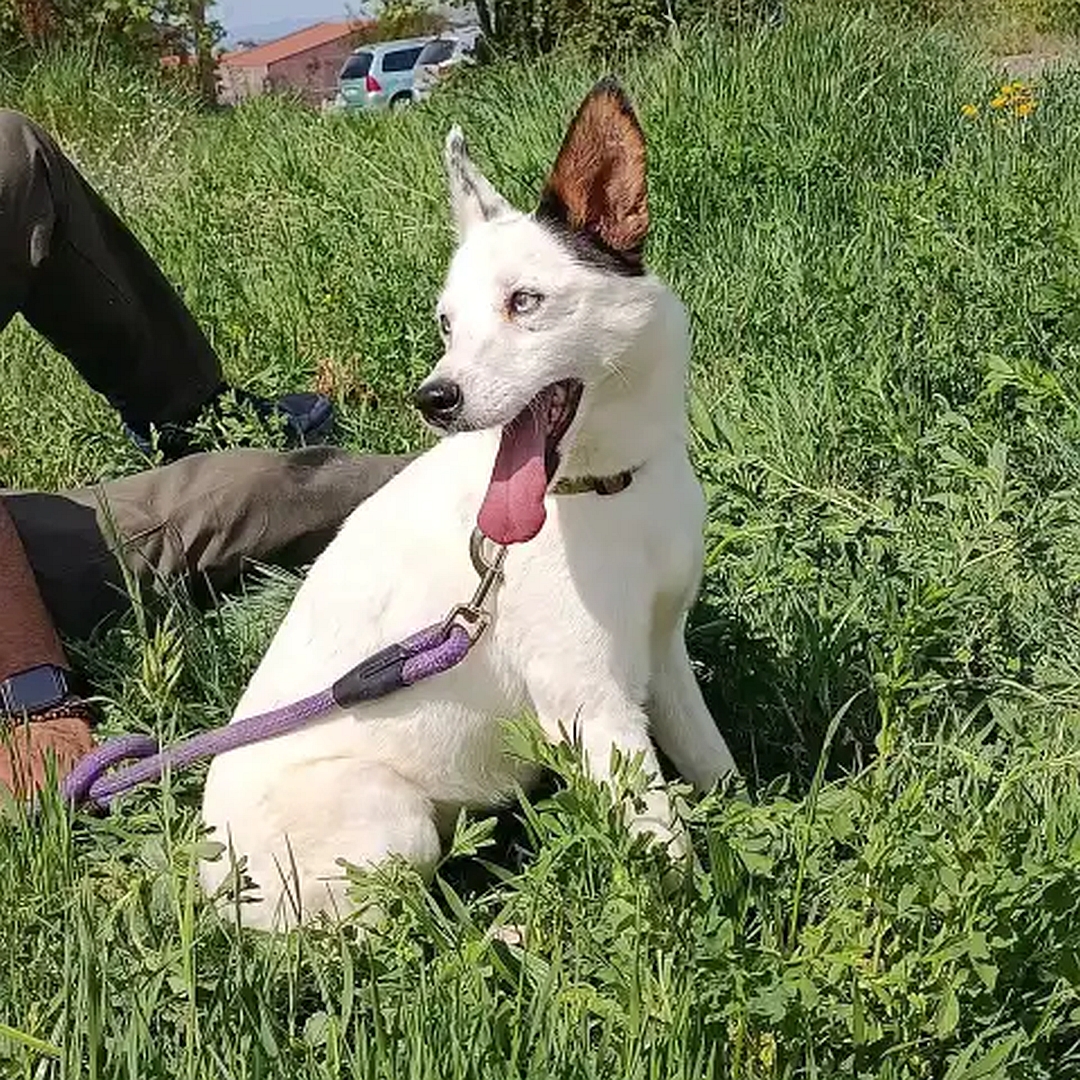 Weiße Hündin, ein dunkles Ohr, sitzend, rechte Seite, Kopf und Blick nach rechts hinten