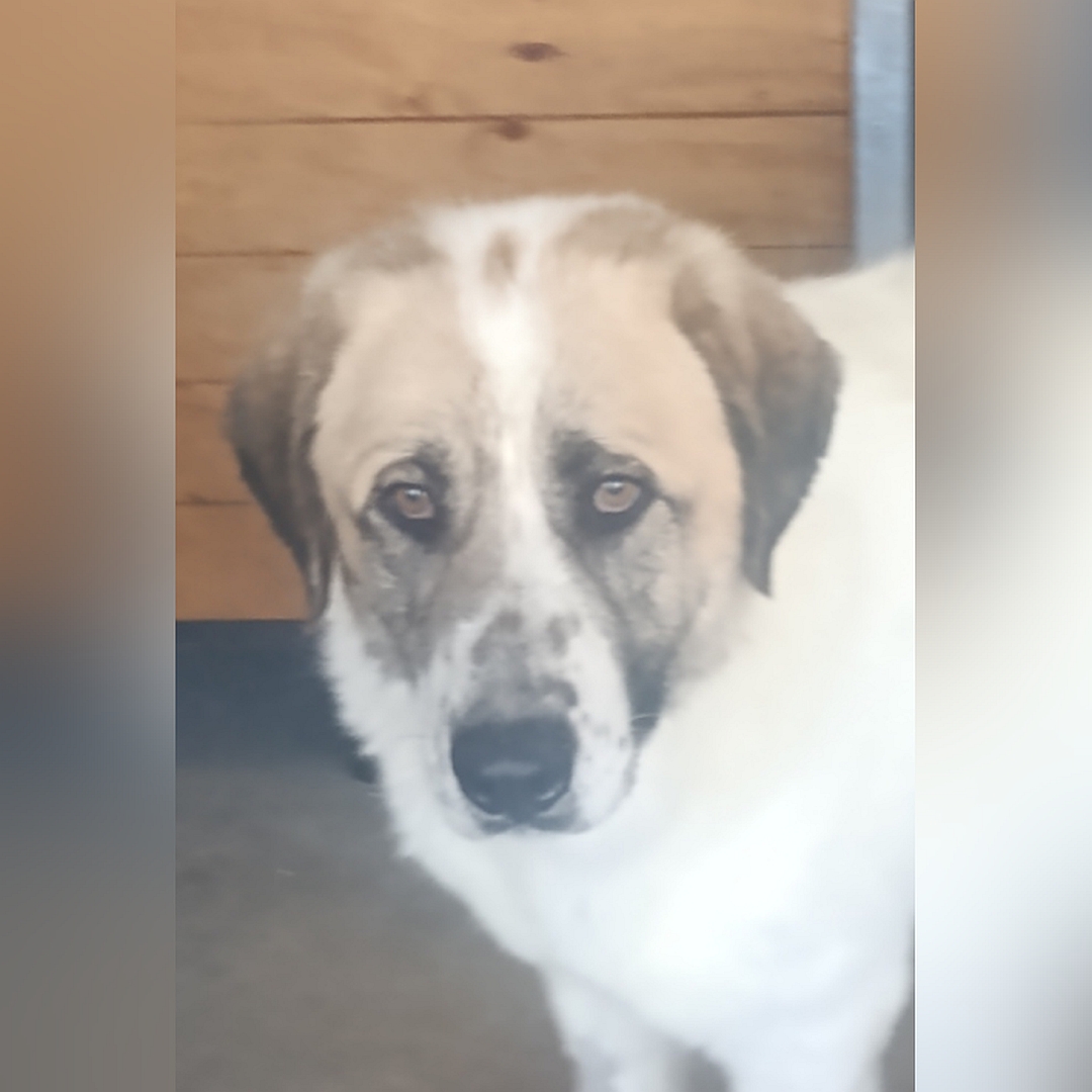 Weiß-beige Hündin, stehend, von vorn, Portrait, Blick in Kamera