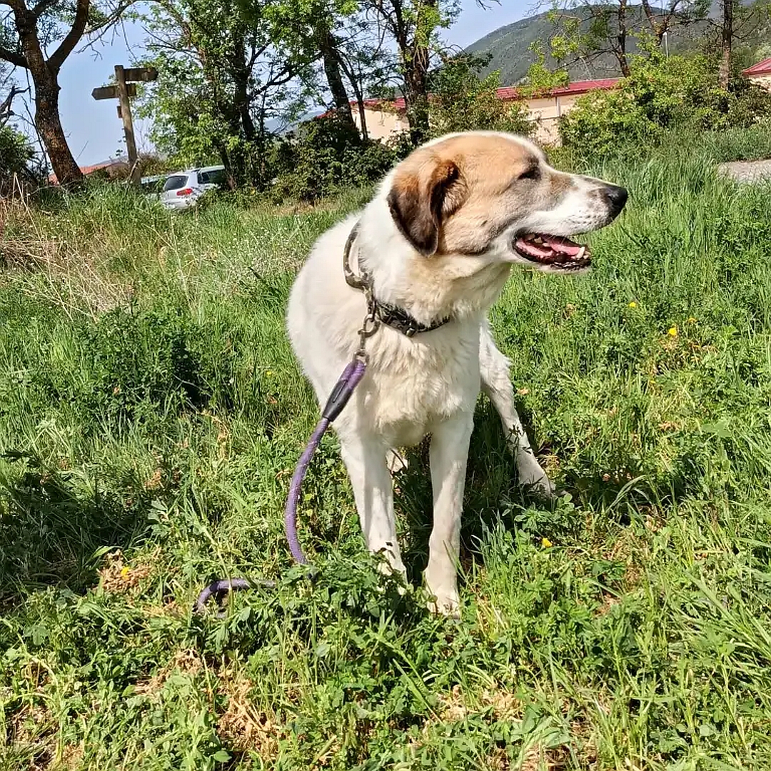 Weiß-beige Hündin, stehend, von vorn, Kopf und Blick nach links