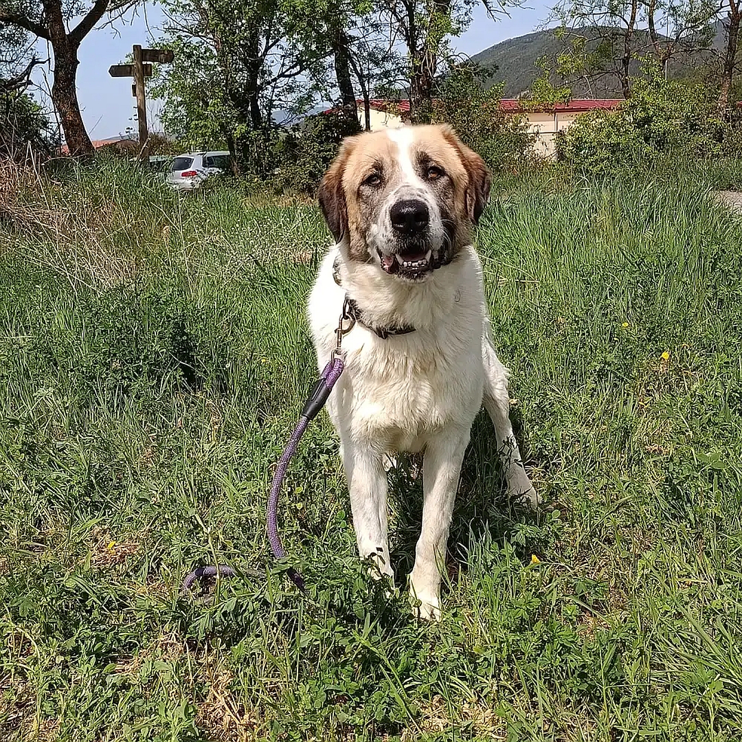 Weiß-beige Hündin, stehend, von vorn, Blick in Kamera