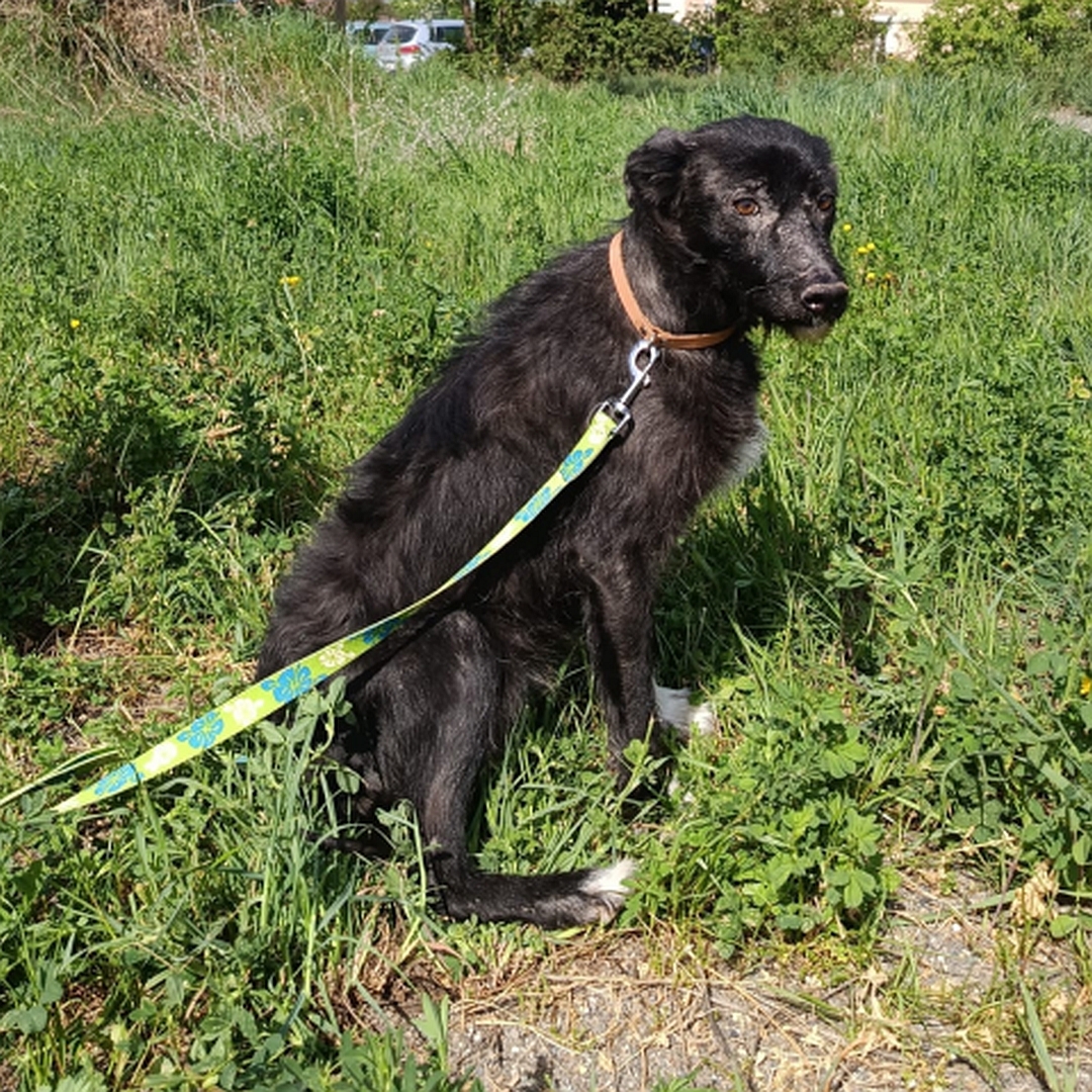 Schwarze Hündin, weißer Brustfleck, weiße Pfoten, sitzend, rechte Seite, Kopf und Blick leicht nach rechts