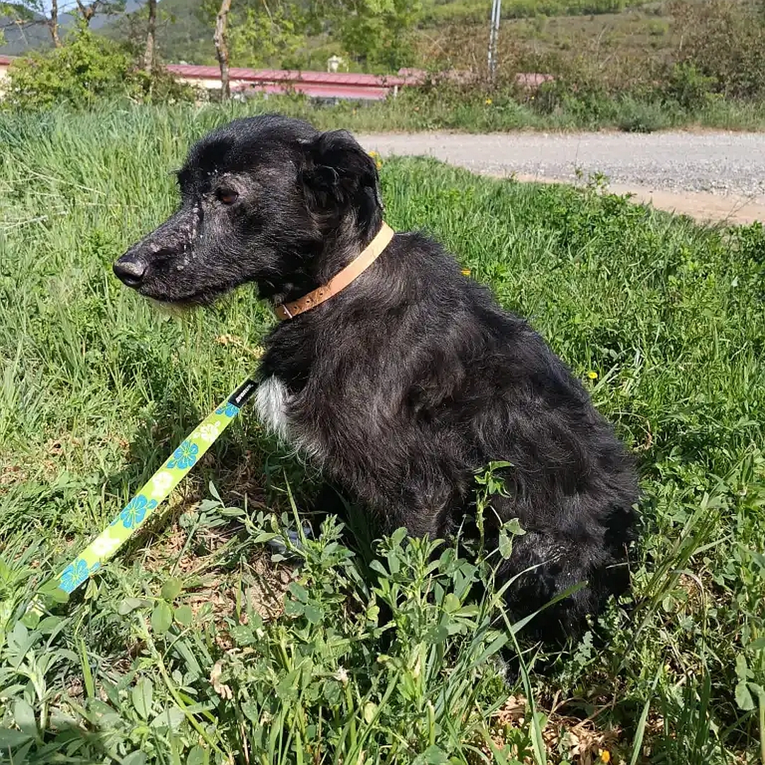 Schwarze Hündin, weißer Brustfleck, weiße Pfoten, sitzend, linke Seite, Kopf und Blick geradeaus