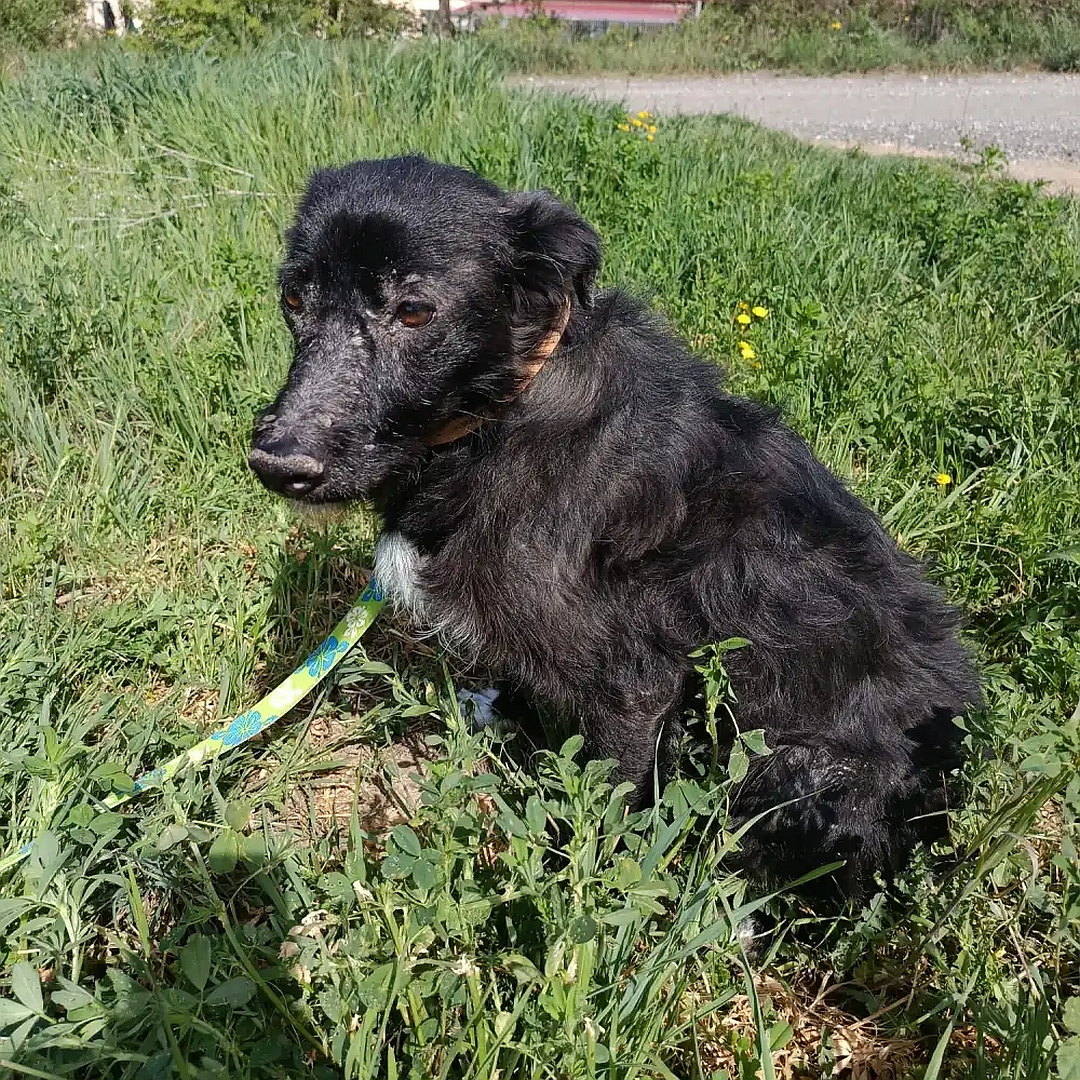 Schwarze Hündin, weißer Brustfleck, weiße Pfoten, sitzend, linke Seite, Kopf und Blick nach links