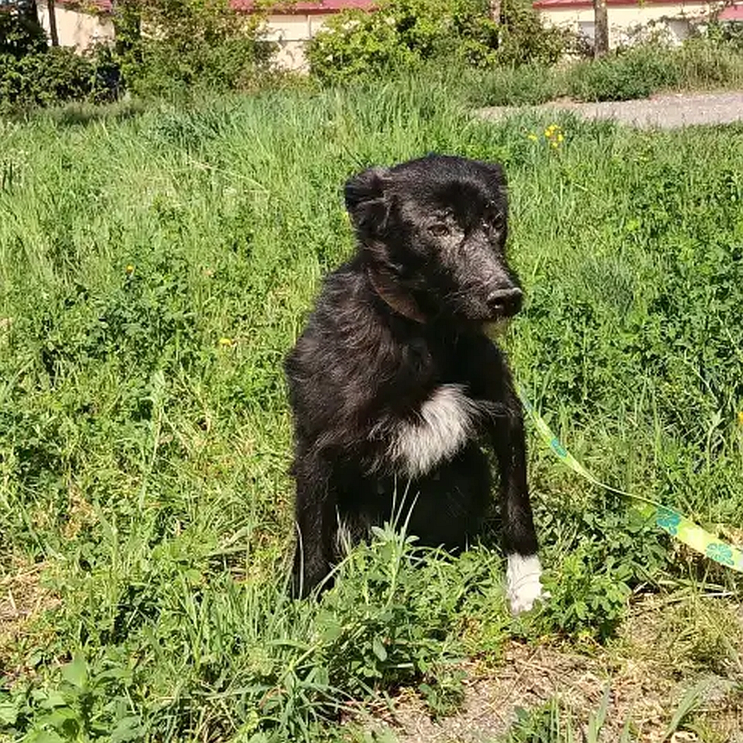 Schwarze Hündin, weißer Brustfleck, weiße Pfoten, sitzend, von vorn, Kopf und Blick leicht nach links