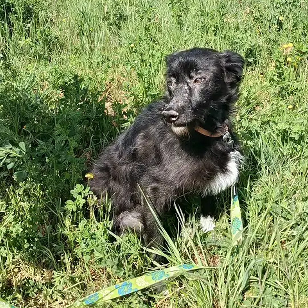 Schwarze Hündin, weißer Brustfleck, weiße Pfoten, sitzend, rechte Seite, Kopf und Blick leicht nach rechts