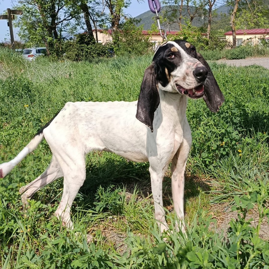 Weiße Hündin, schwarzer Kopf, stehend, rechte Seite, Kopf und Blick leicht nach rechts in Kamera