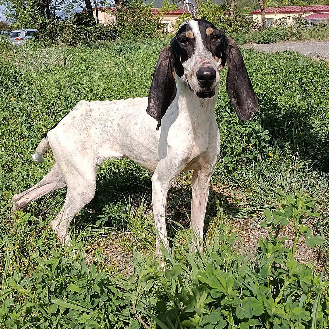 Weiße Hündin, schwarzer Kopf, stehend, rechte Seite, Kopf und Blick nach rechts in Kamera