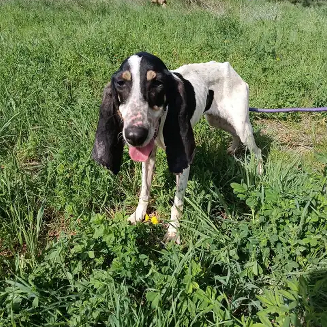 Weiße Hündin, schwarzer Kopf, stehend, von vorn, Blick geradeaus