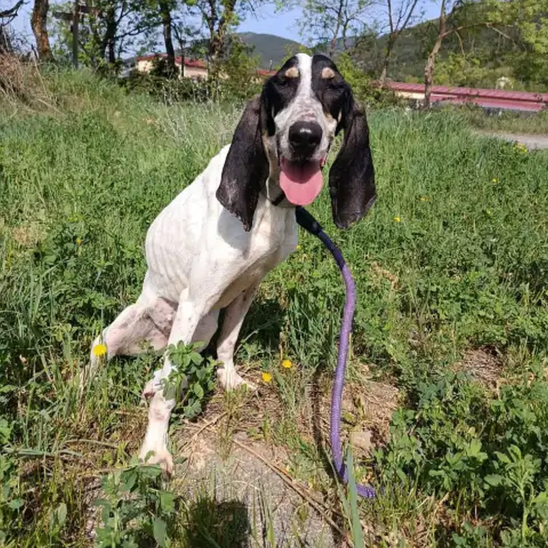 Weiße Hündin, schwarzer Kopf, sitzend, von vorn, Blick in Kamera