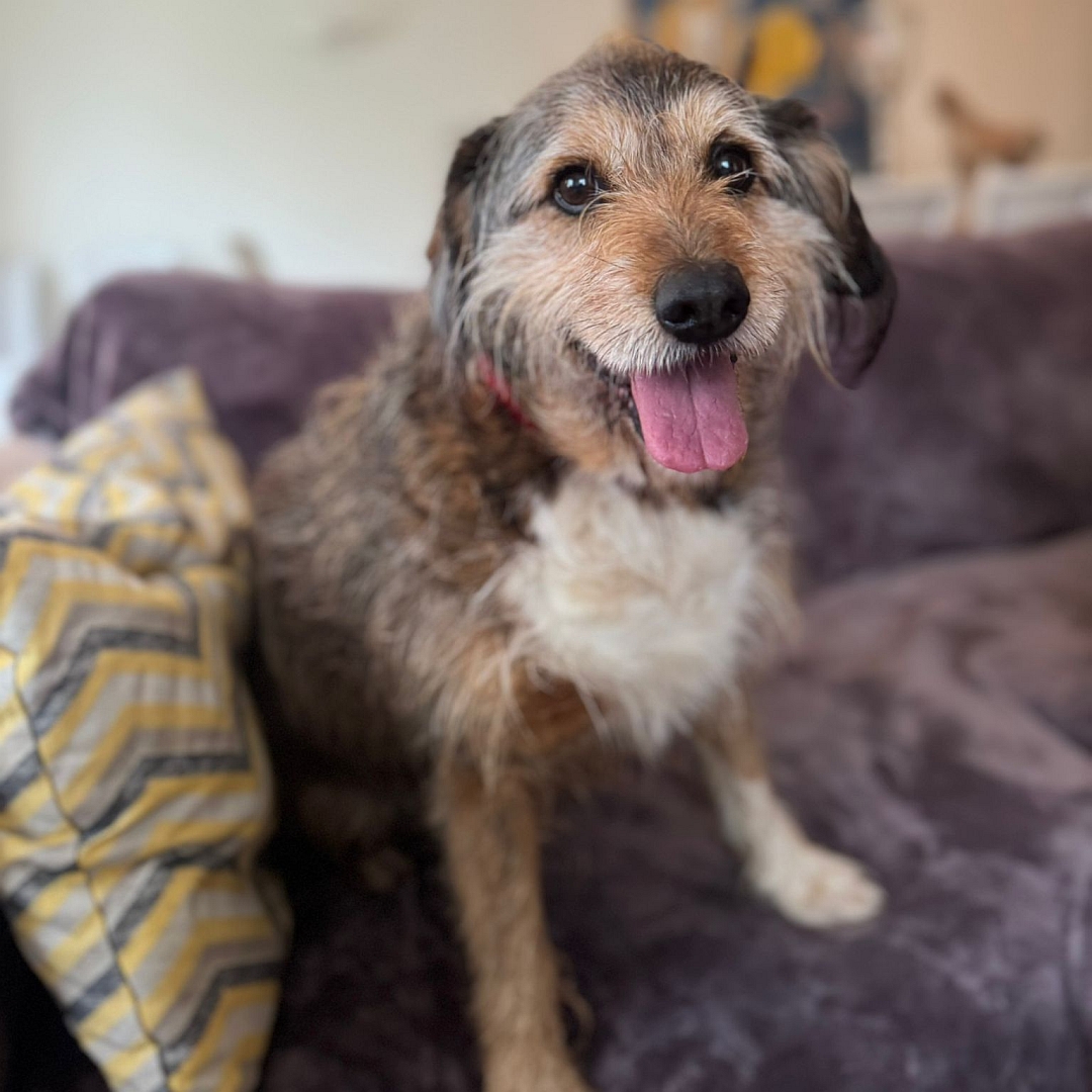 Braun-beiger Rüde, sitzend, von vorn, Blick in Kamera