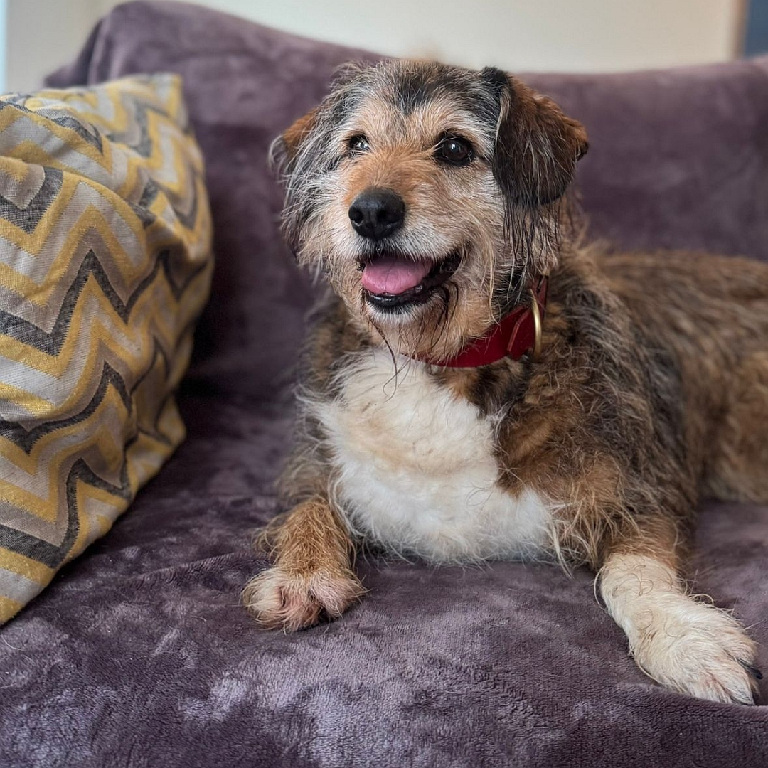 Braun-beiger Rüde, liegend, von vorn, Kopf und Blick leicht nach rechts