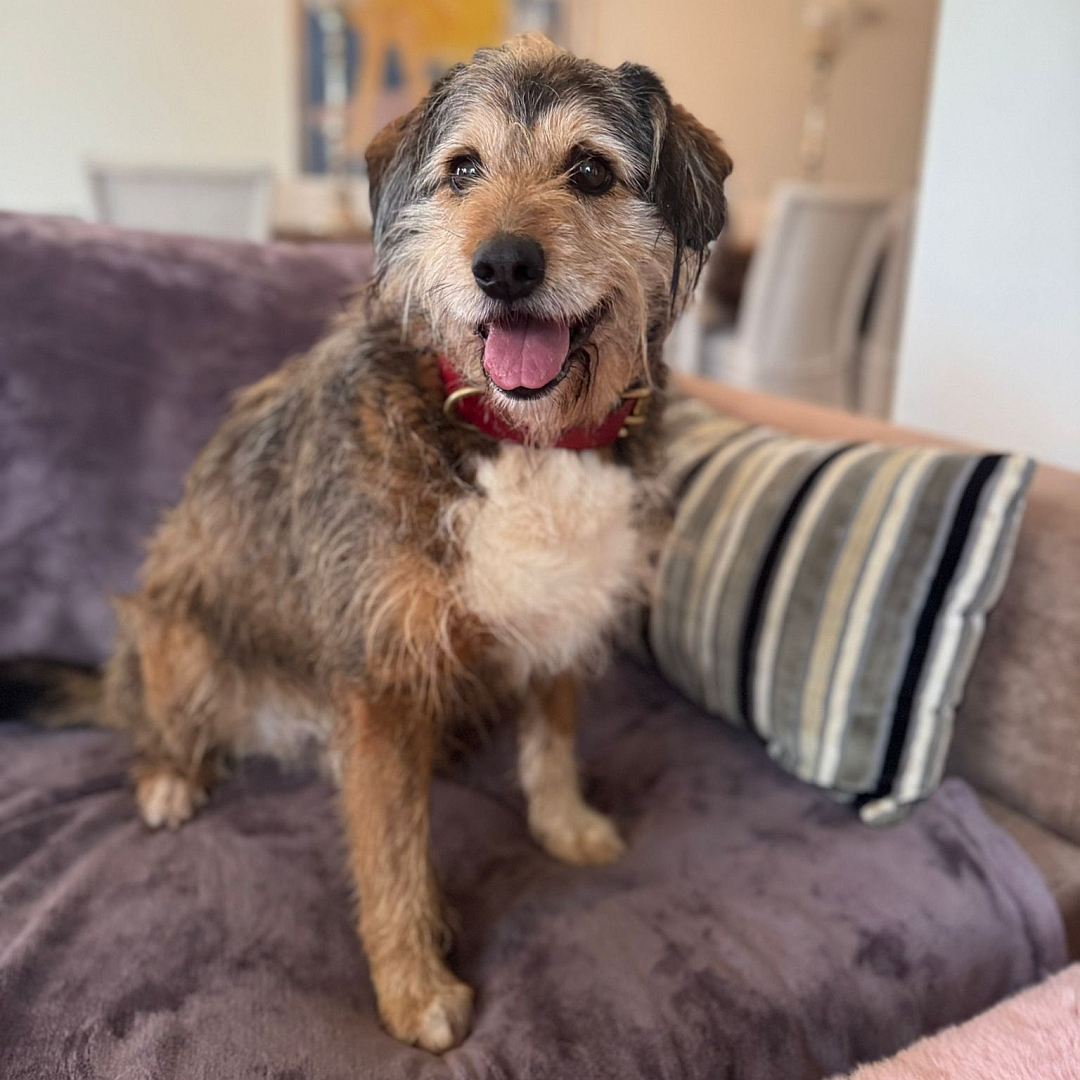 Braun-beiger Rüde, sitzend, von eher rechts vorn, Kopf und Blick leicht nach rechts