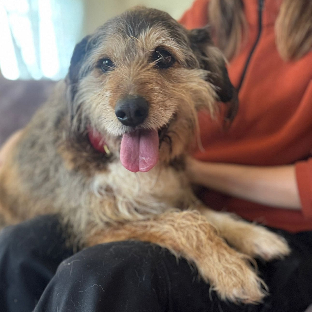 Braun-beiger Rüde, auf dem Schoß einer Person liegend, von vorn, Kopf und Blick leicht nach rechts