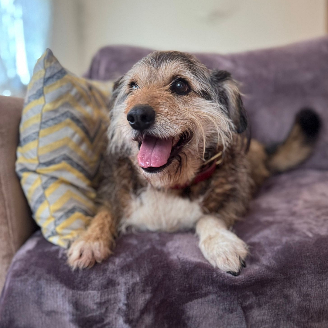 Braun-beiger Rüde, liegend, von vorn, Kopf und Blick leicht nach rechts