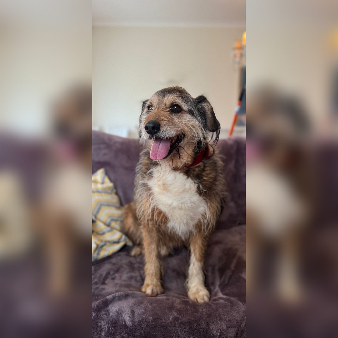 Braun-beiger Rüde, sitzend, von vorn, Kopf und Blick nach rechts