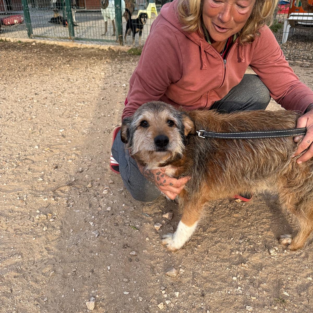 Braun-beiger Rüde, stehend, linke Seite, wird von Person umarmt, Kopf und Blick nach links in Kamera