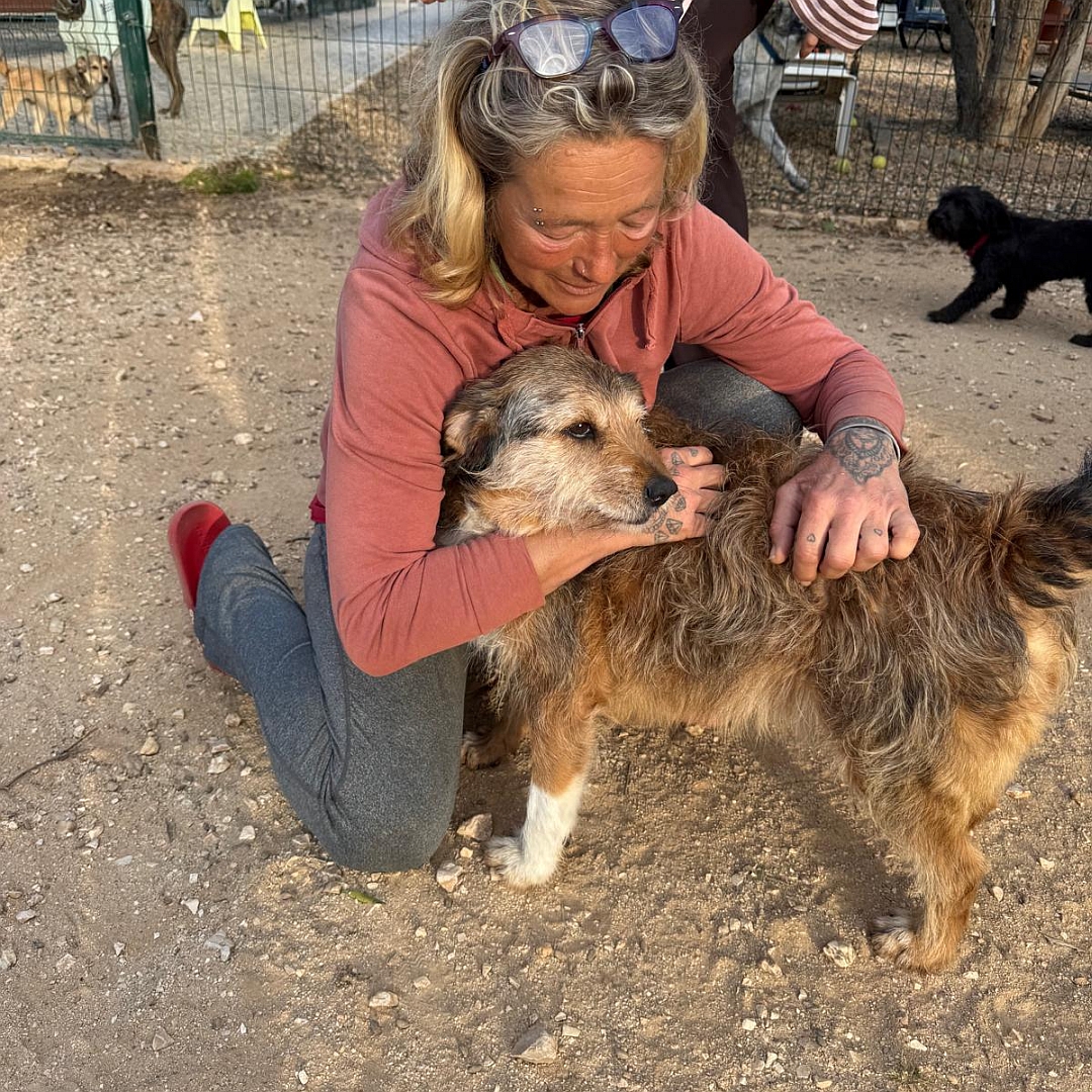 Braun-beiger Rüde, stehend, linke Seite, wird von Person umarmt, Kopf und Blick nach hinten links