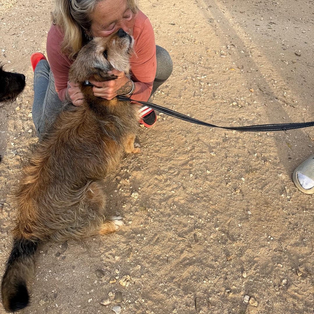 Braun-beiger Rüde, sitzend, rechte Seite, wird von Person umarmt, Kopf und Blick nach oben zu der Person