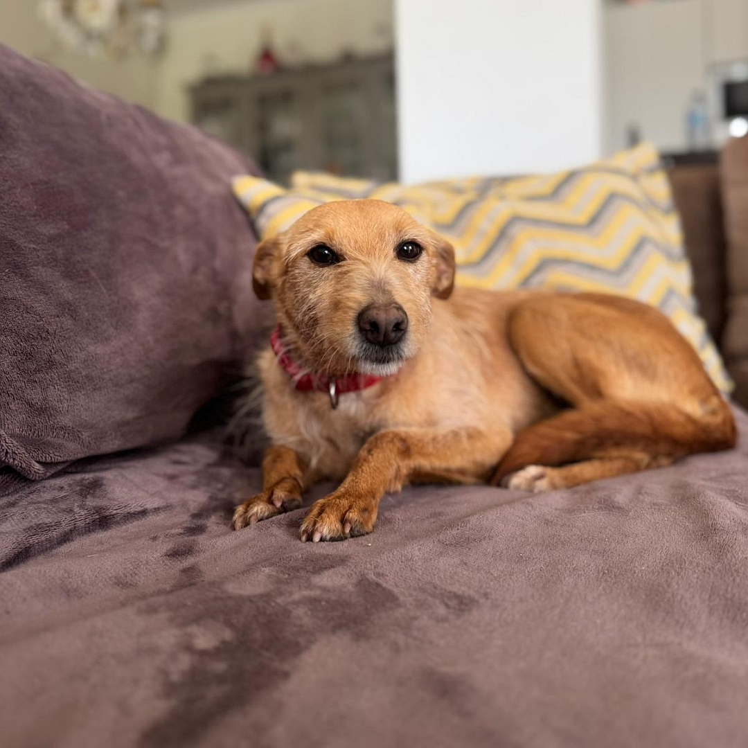 Hellbraune Hündin, liegend, linke Seite, Kopf und Blick nach links in Kamera