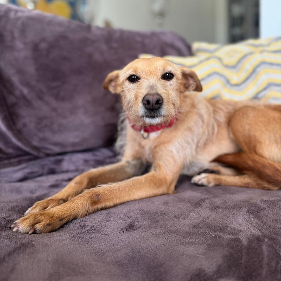 Hellbraune Hündin, liegend, linke Seite, Kopf und Blick nach links in Kamera