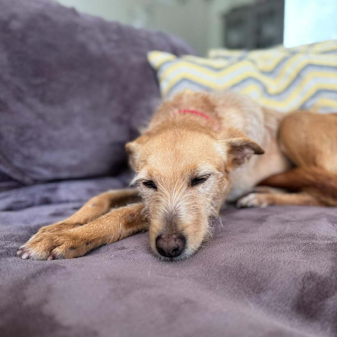 Hellbraune Hündin, liegend, von vorn, Kopf und Blick  nach unten