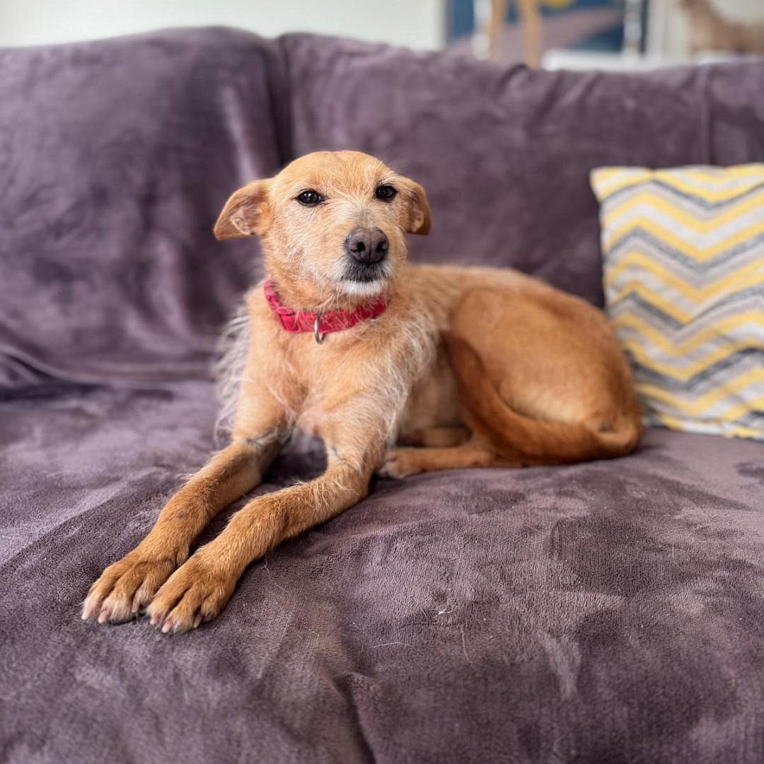 Hellbraune Hündin, liegend, von eher vorn links, Kopf und Blick nach links in Kamera