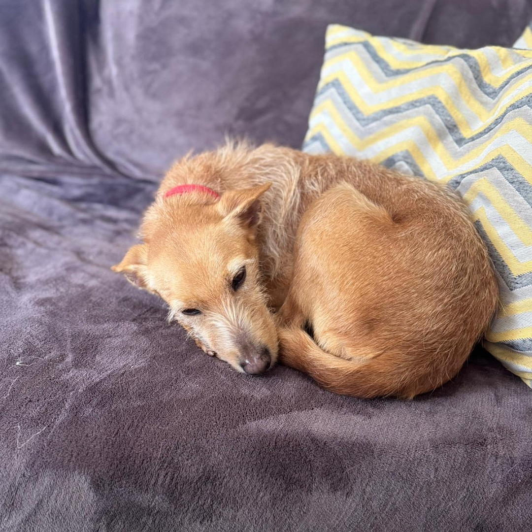 Hellbraune Hündin, eingerollt liegend, linke Seite, Kopf und Blick nach unten
