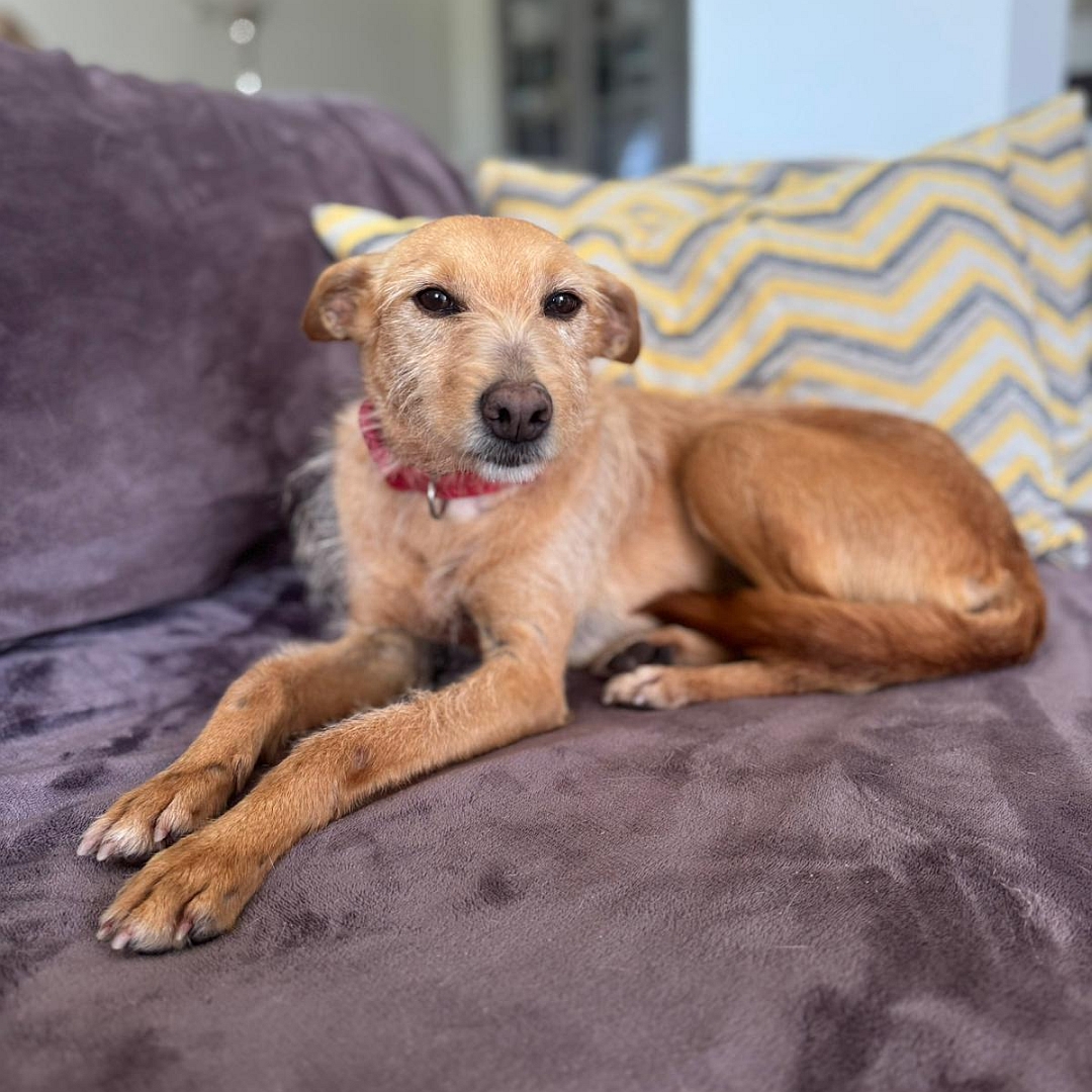 Hellbraune Hündin, liegend, linke Seite, Kopf und Blick nach links in Kamera