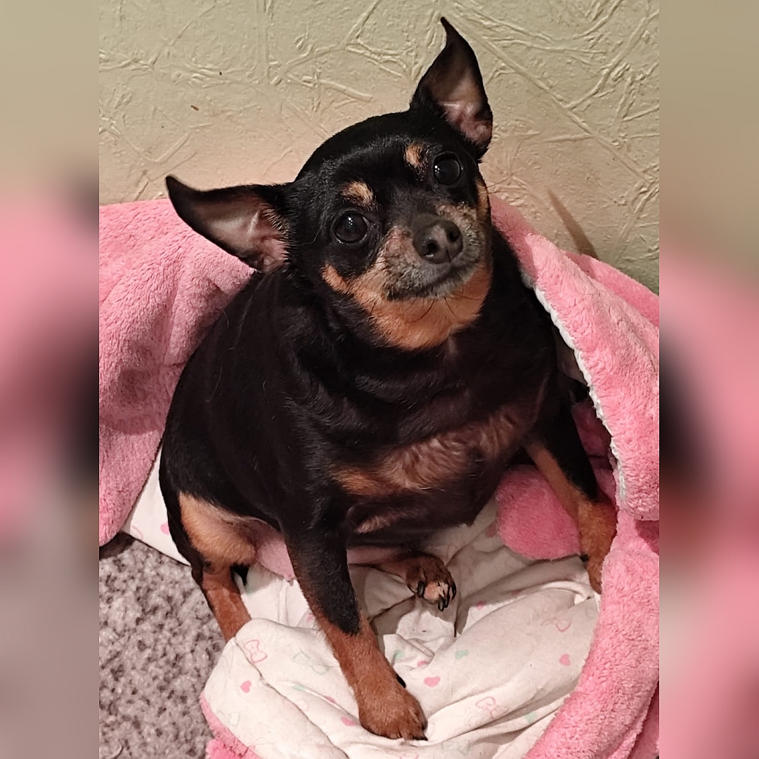 Schwarz-braune Hündin, sitzend, von vorn, Blick in Kamera