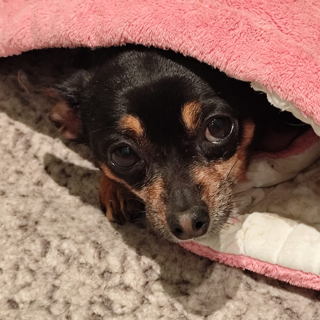 Schwarz-braune Hündin, in Decke eingekuschelt liegend, Portrait, Blick in Kamera