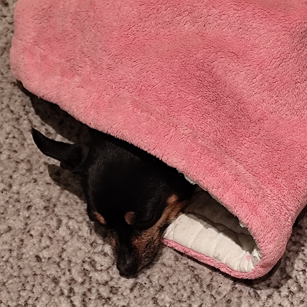 Schwarz-braune Hündin, in Decke eingekuschelt liegend, Kopf von oben, Blick nach unten