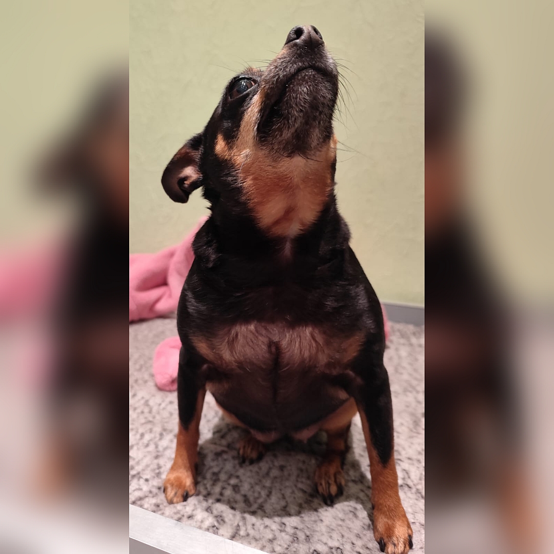 Schwarz-braune Hündin, sitzend, von vorn, Kopf und Blick nach oben