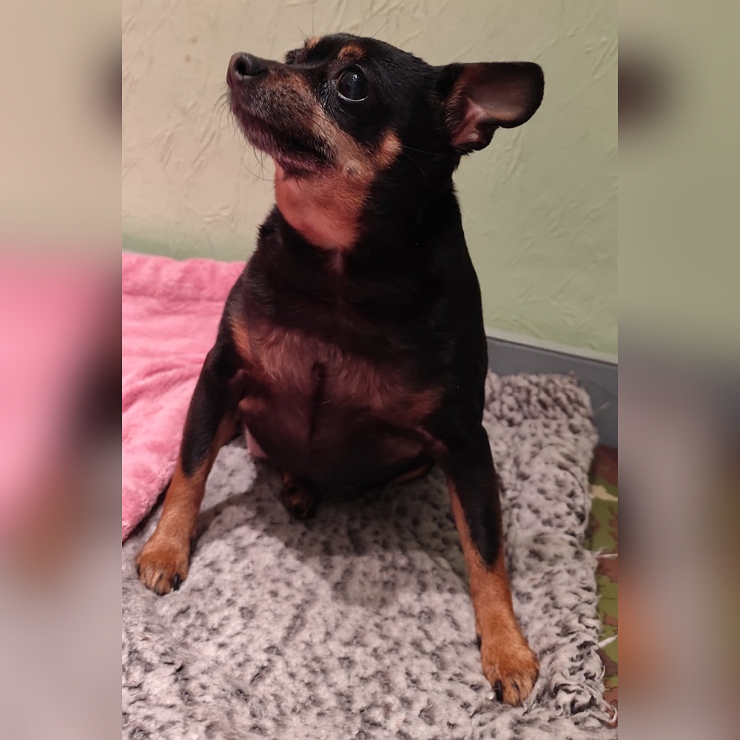 Schwarz-braune Hündin, sitzend, von vorn, Kopf und Blick nach rechts oben