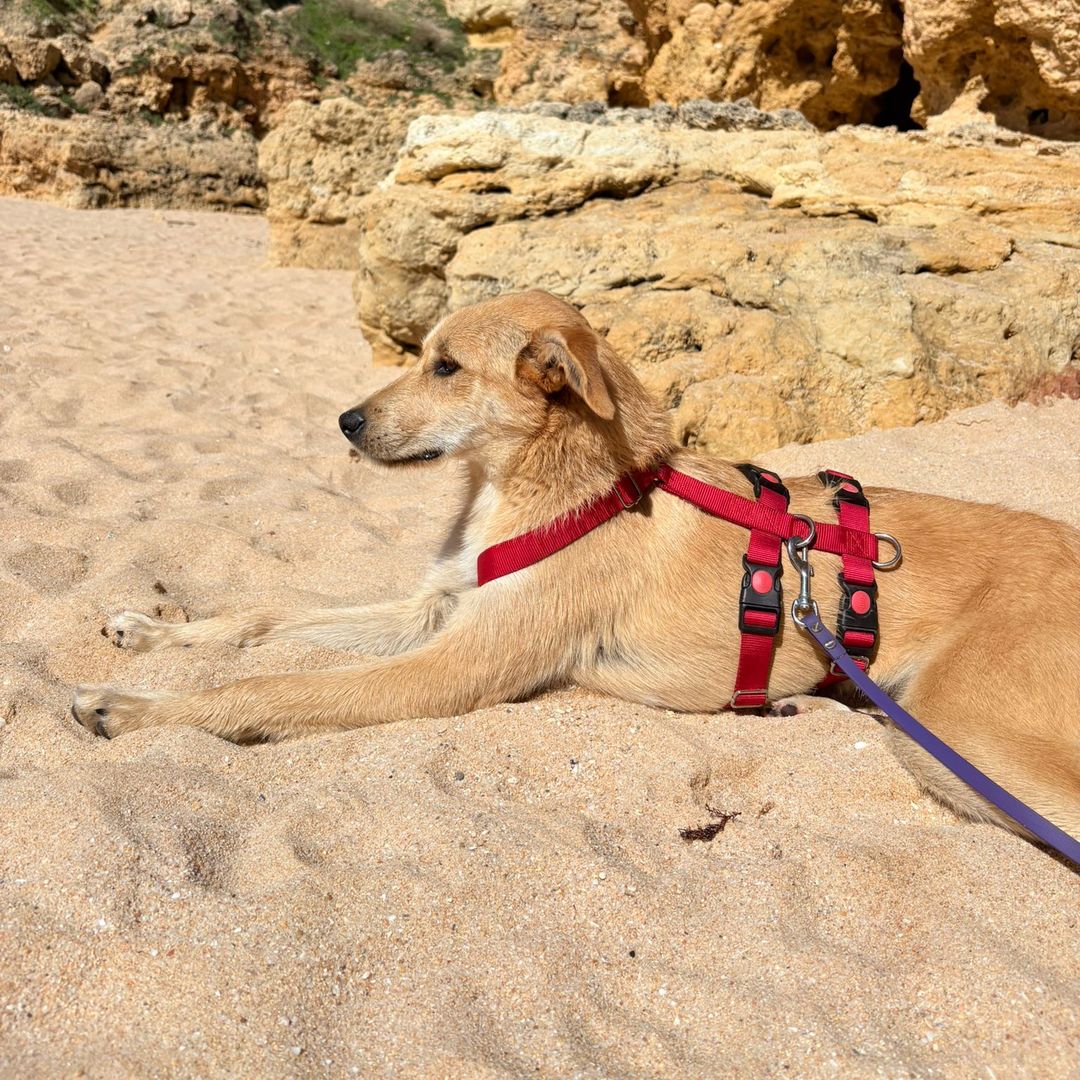 Indy liegt am Sandstrand
