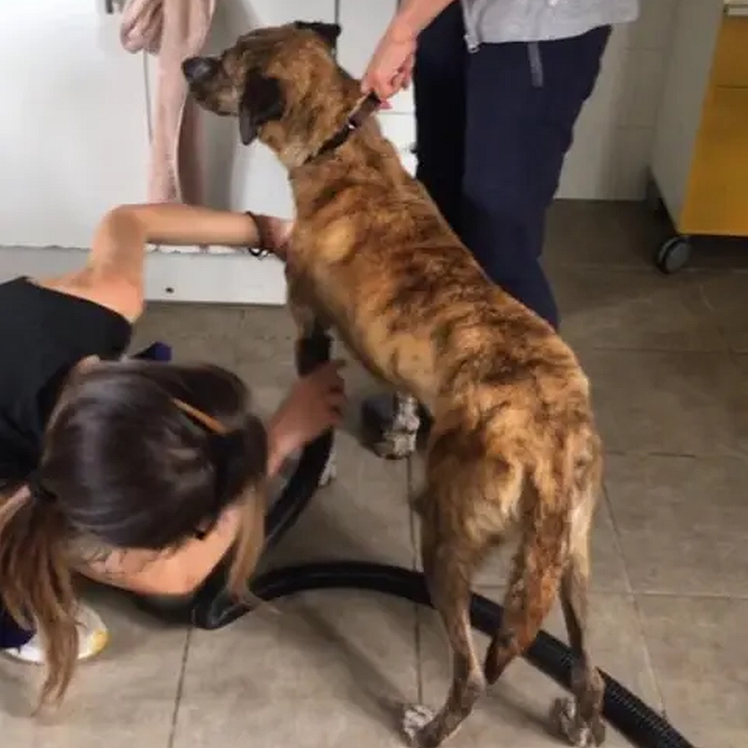 Braun-gestromter Rüde, weißer Brustfleck, weiße Pfoten, stehend, von eher links hinten, Kopf und Blick geradeaus, beim Hundefriseur