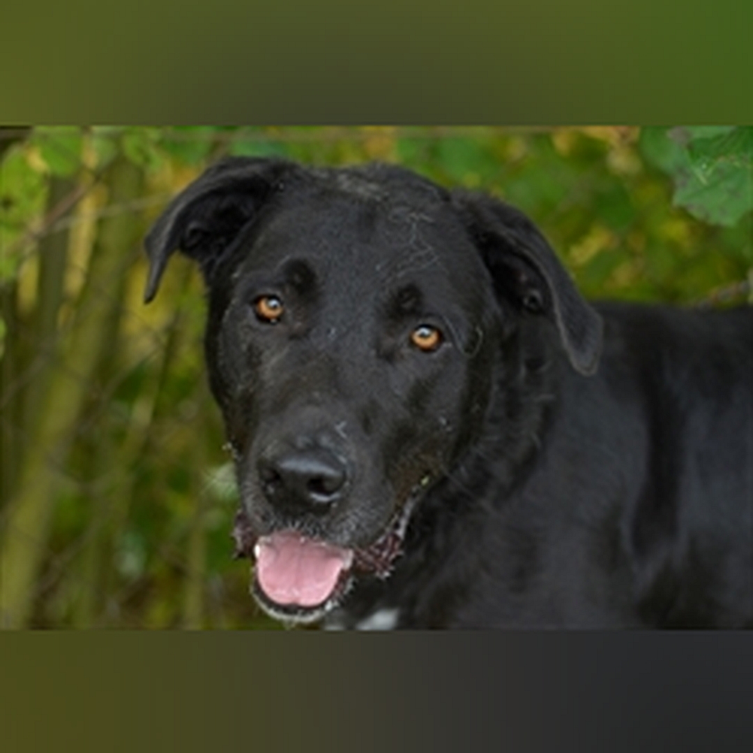 Schwarzer Rüde, weißer Brustfleck, Portrait, Blick in Kamera