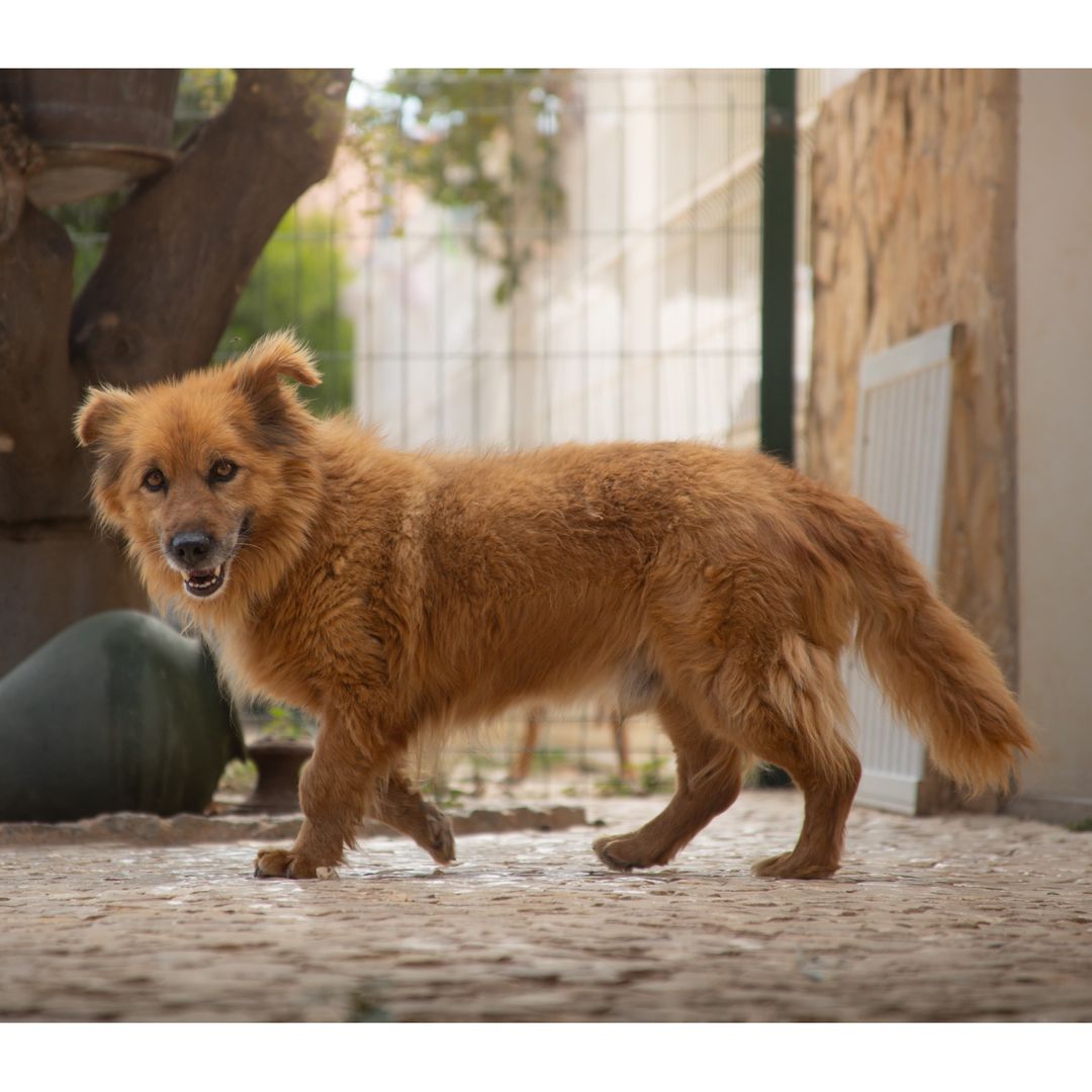 Fozzie im Auslauf