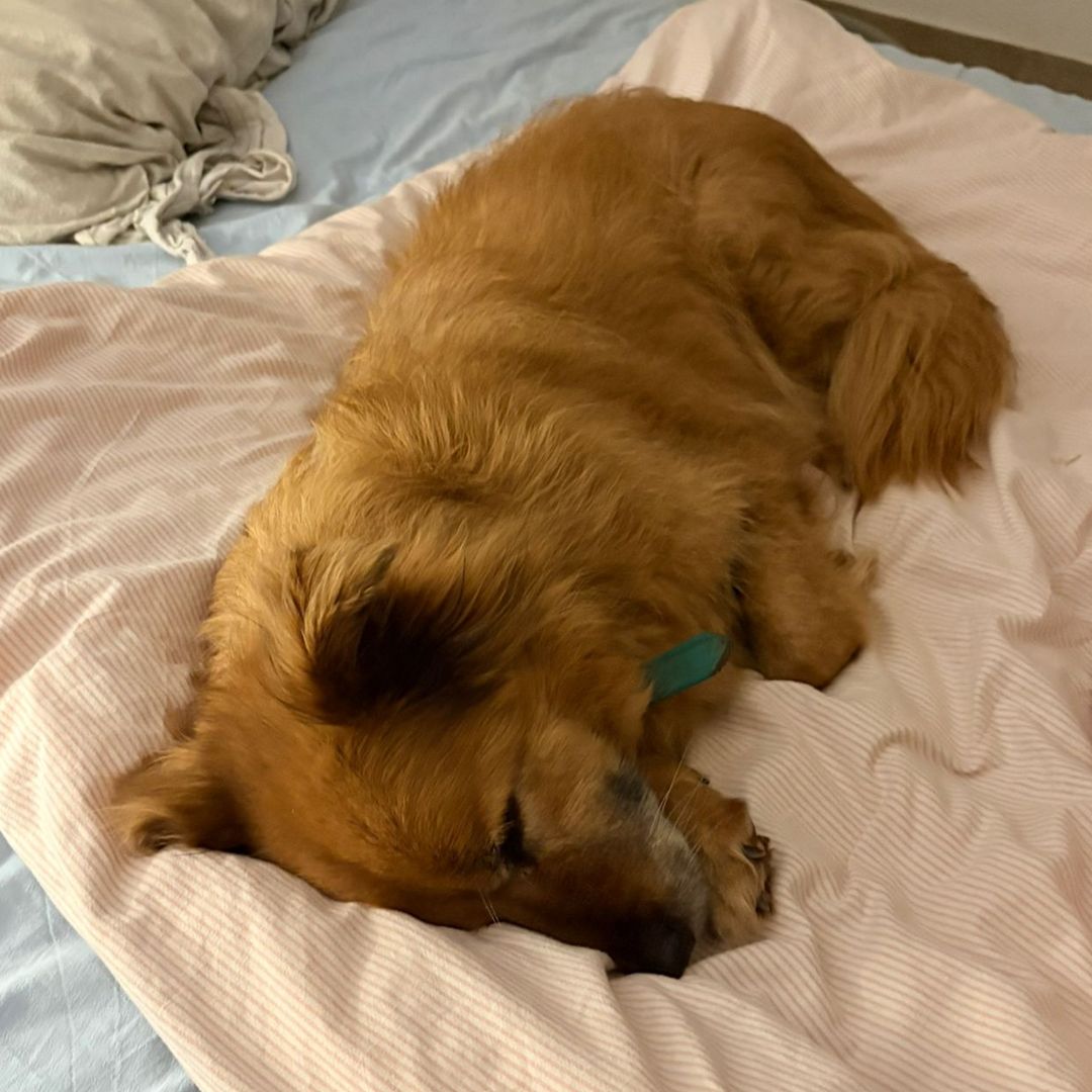 Fozzie liegt im Bett