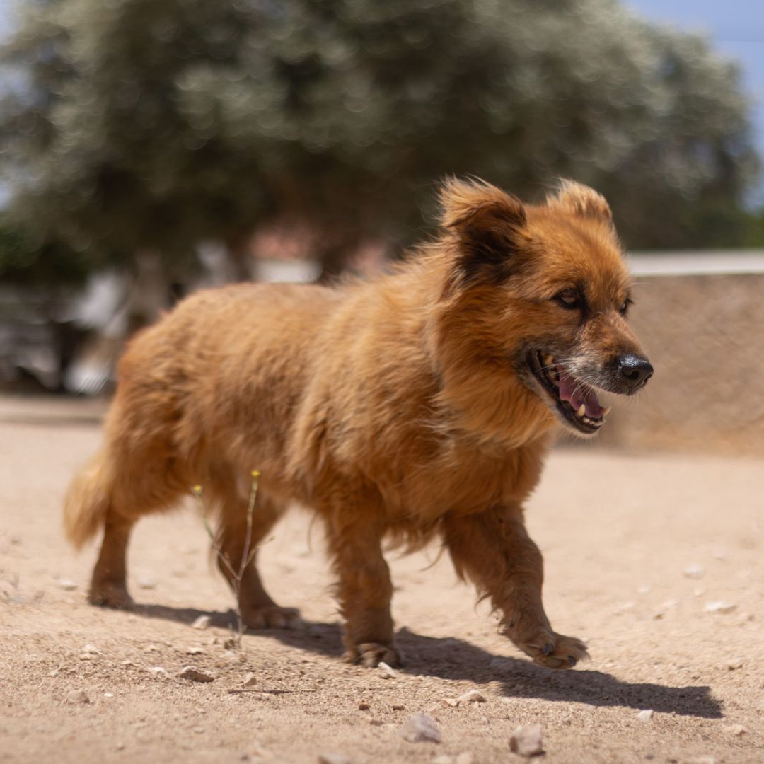 Fozzie im Auslauf
